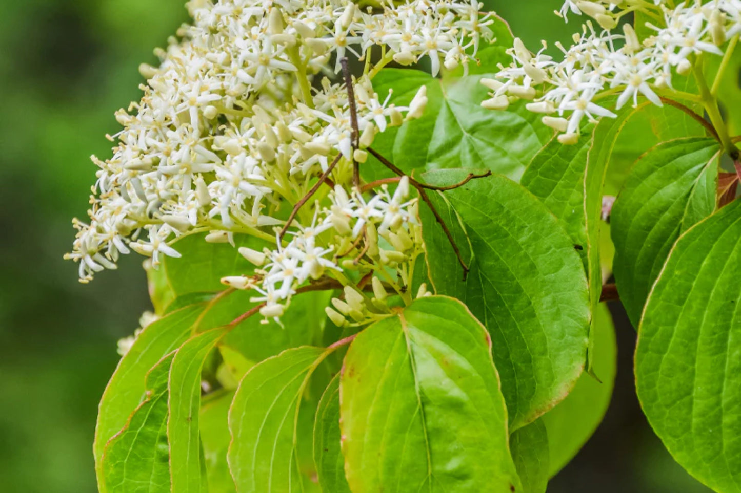 Walter Dogwood (Cornus walteri)