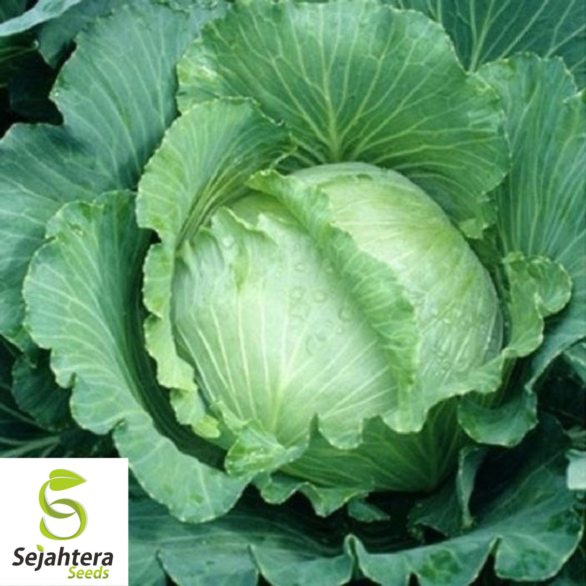 All Seasons Cabbage Seeds - 200+ Heirloom, Organic, Non-GMO & High-Yield