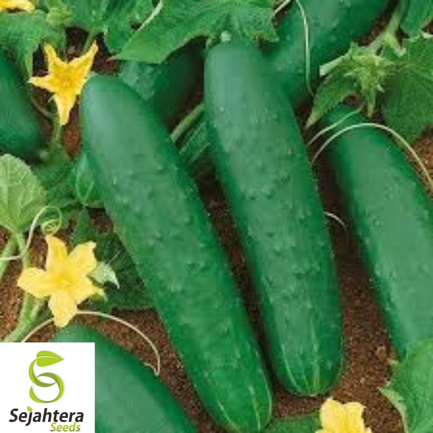 200+ Double Yield Cucumber Seeds - Heirloom, Organic, Non-GMO, High-Yield Variety