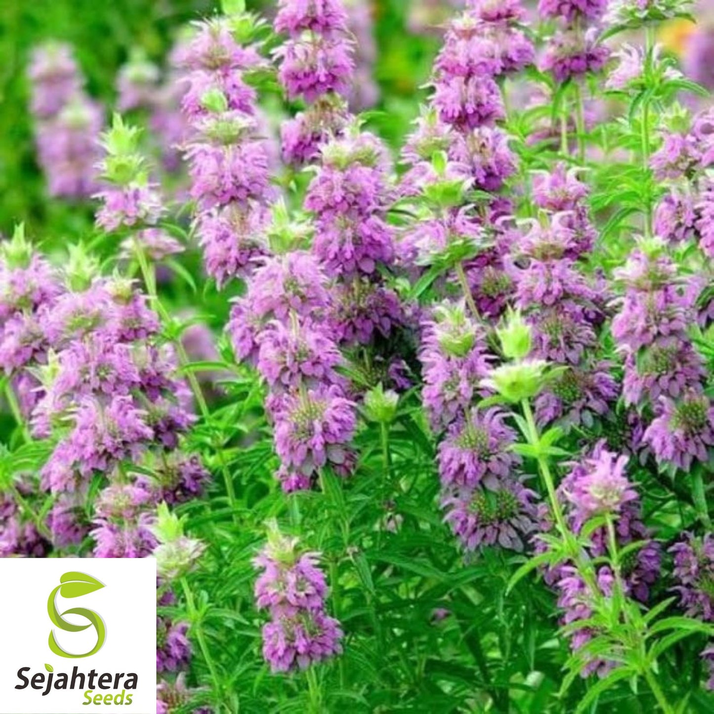 Lemon Mint Seeds - 250+ Heirloom, Organic, Non-GMO, Pollinator-Friendly & Fresh