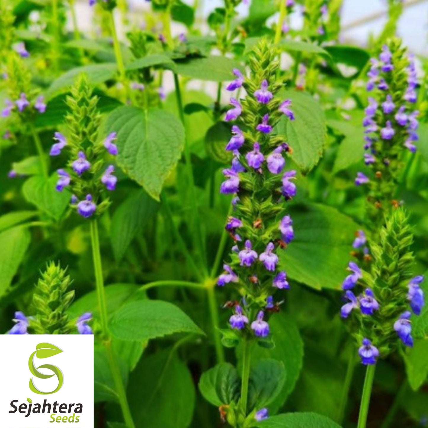 500 Chia Herb Seeds - Non-GMO, Nutrient-Rich & Versatile Superfood