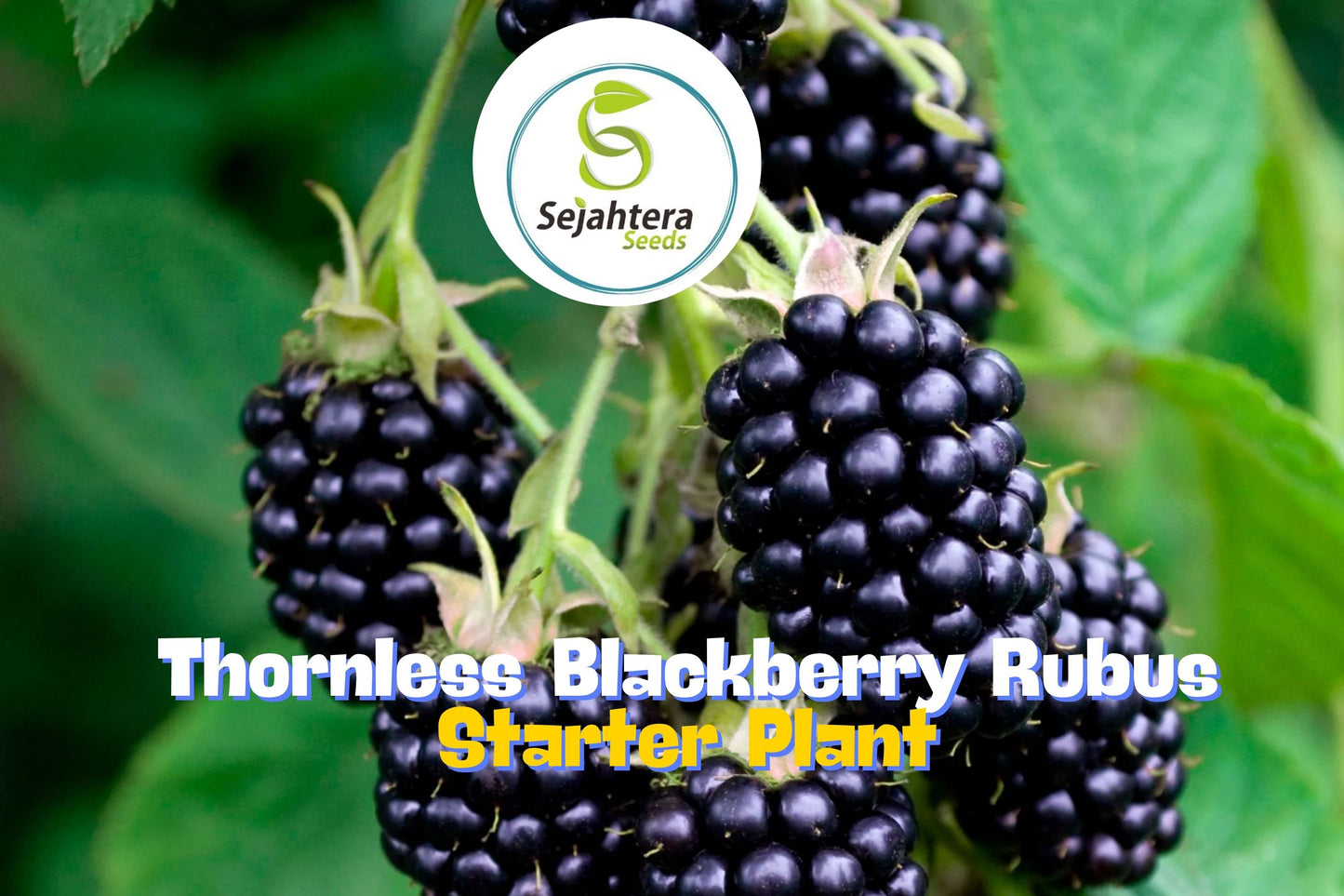 Big Daddy Thornless Blackberry Plants – Rubus | Outdoor Garden Fruit