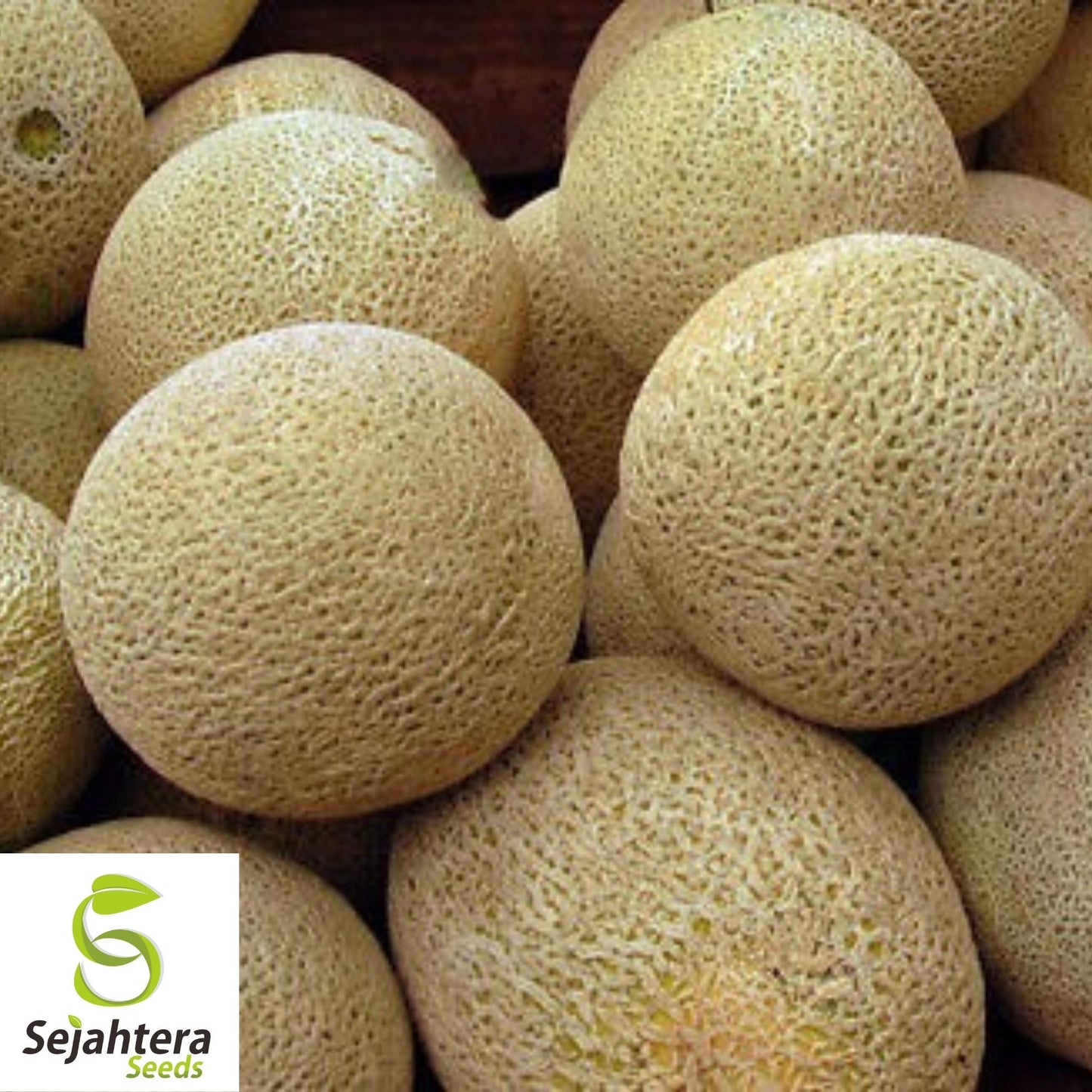 Honey Rock Cantaloupe Seeds 50+ | Sweet Melon Fruit NON-GMO USA Seller