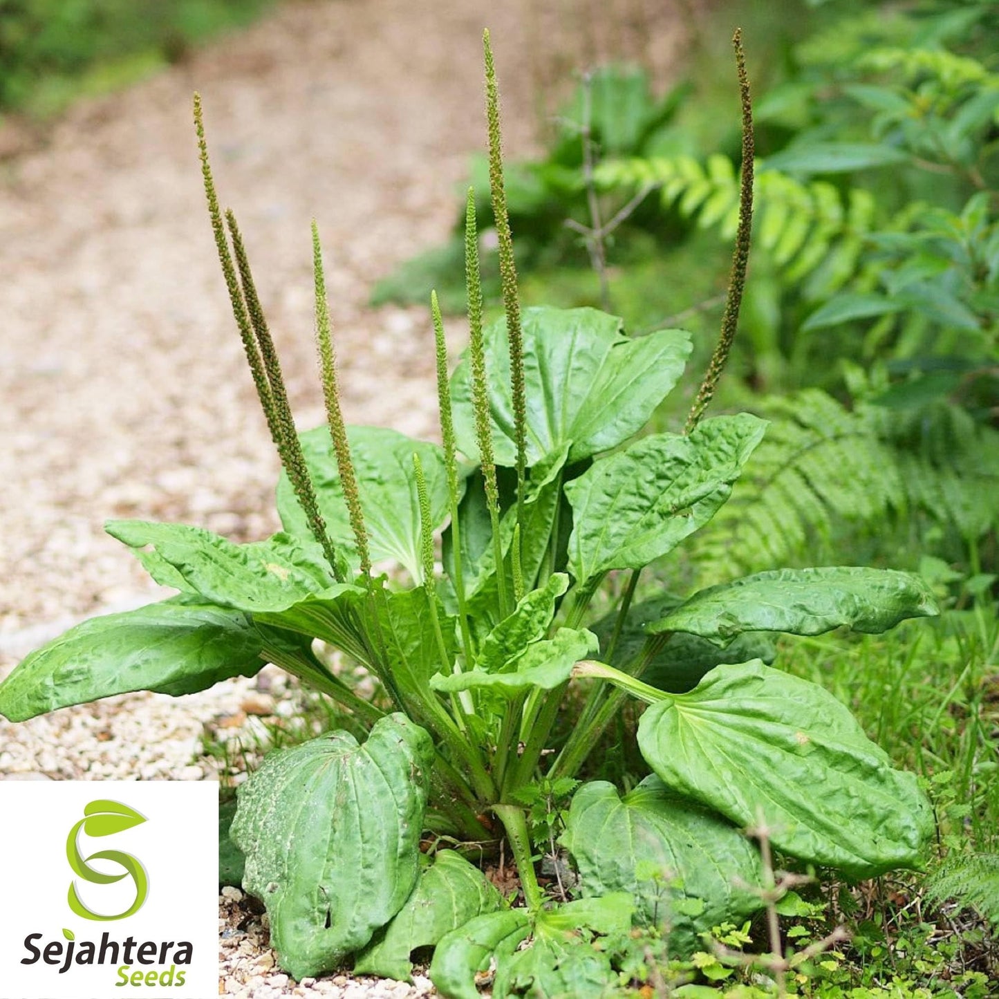 Plantain Herb Seeds 250+ | Plantago major Medicinal Perennial Heat Tolerant