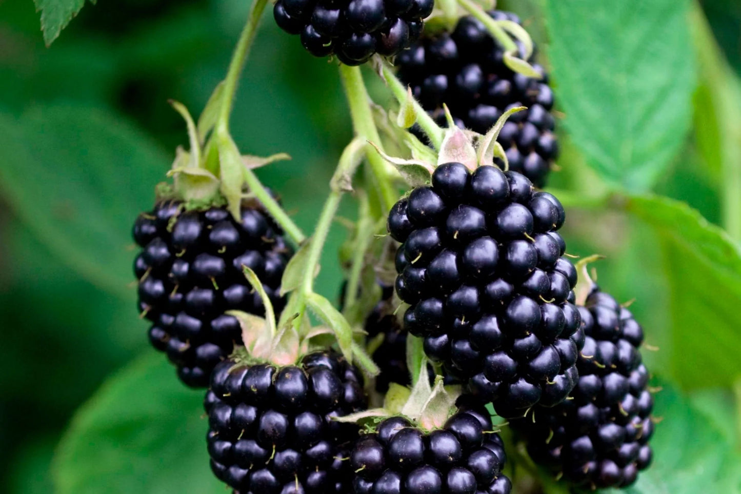 Big Daddy Thornless Blackberry Plants – Rubus | Outdoor Garden Fruit