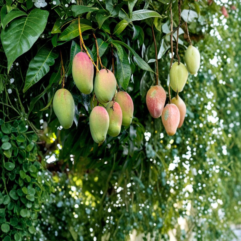 Valencia Pride Mango Tree – Mangifera indica Grafted Live Tree | 2 Feet Tall | Tropical Fruit Variety Large Sweet Fruit | Vigorous Grower | Florida Favorite