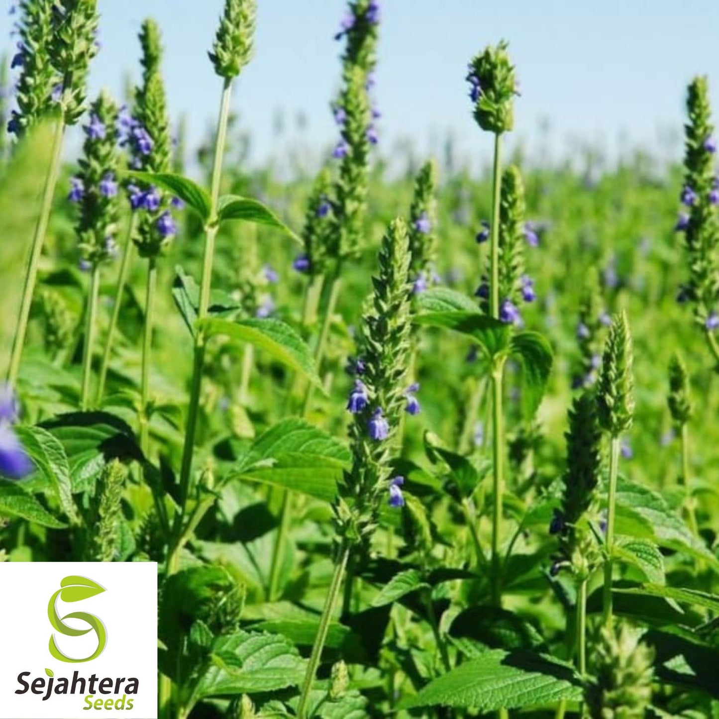 500 Chia Herb Seeds - Non-GMO, Nutrient-Rich & Versatile Superfood