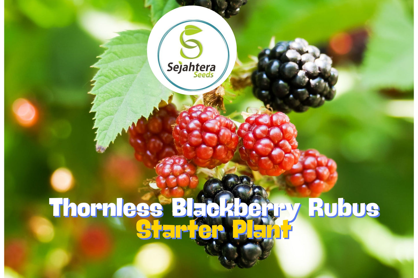 Big Daddy Thornless Blackberry Plants – Rubus | Outdoor Garden Fruit