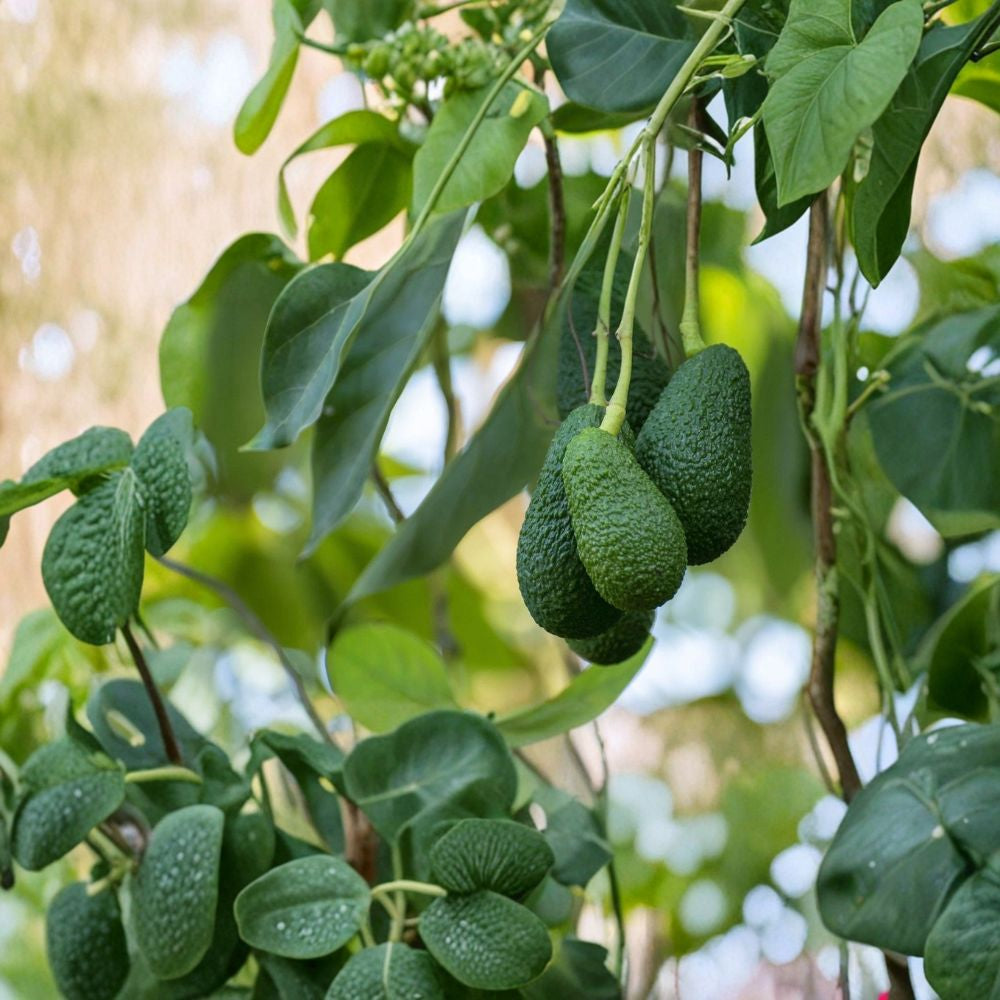 Avocado Fruit Tree – Persea americana Live Plant | Approximately 10 Inches Tall | Ships in Pot Compact Starter Tree | Easy to Grow | Ready to Plant