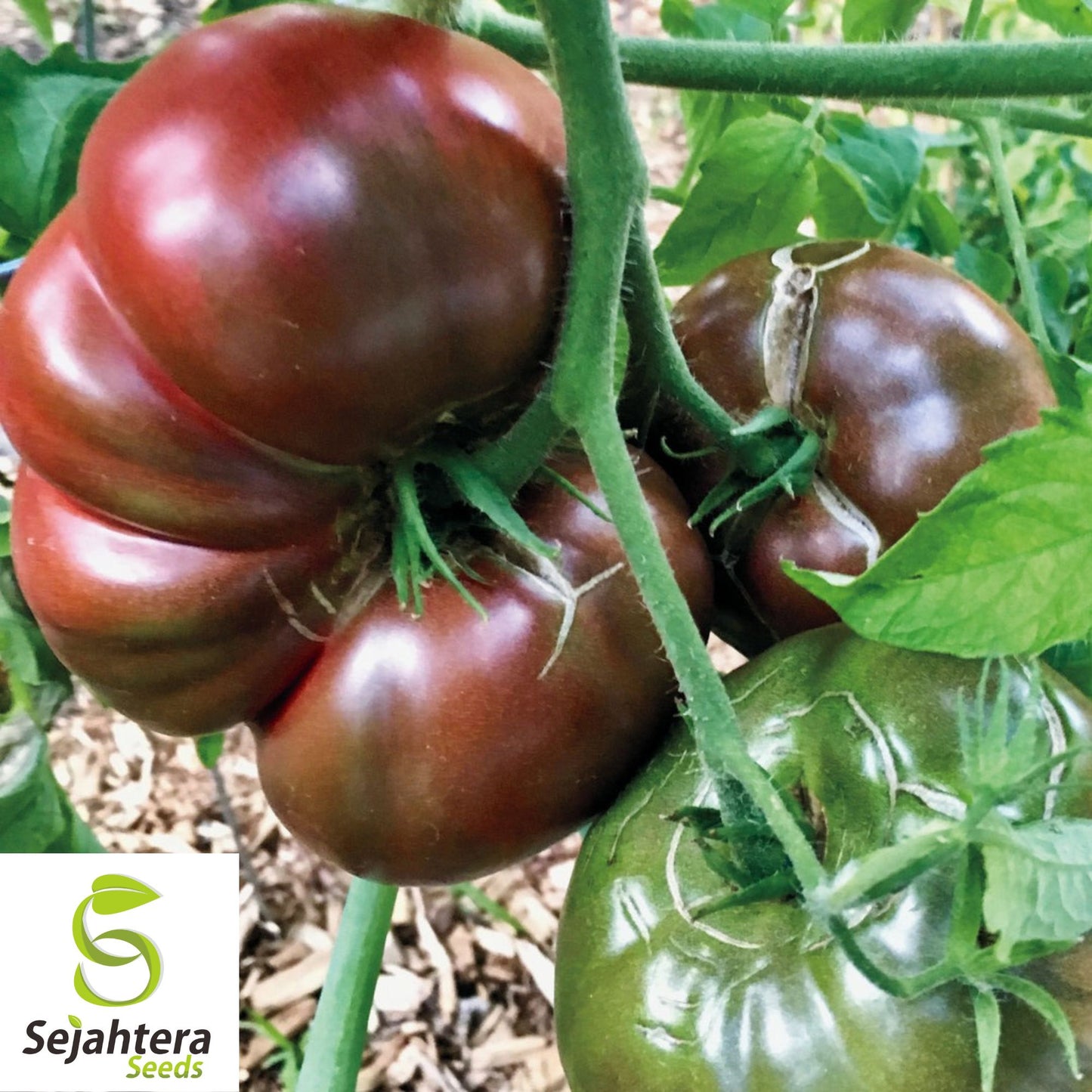 30 Cherokee Purple Tomato Seeds - Non-GMO, Heirloom & Rich Flavor Variety