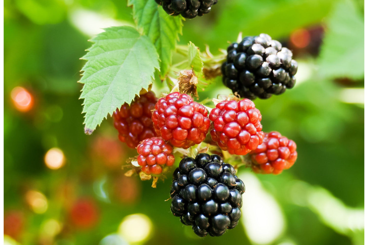 Big Daddy Thornless Blackberry Plants – Rubus | Outdoor Garden Fruit