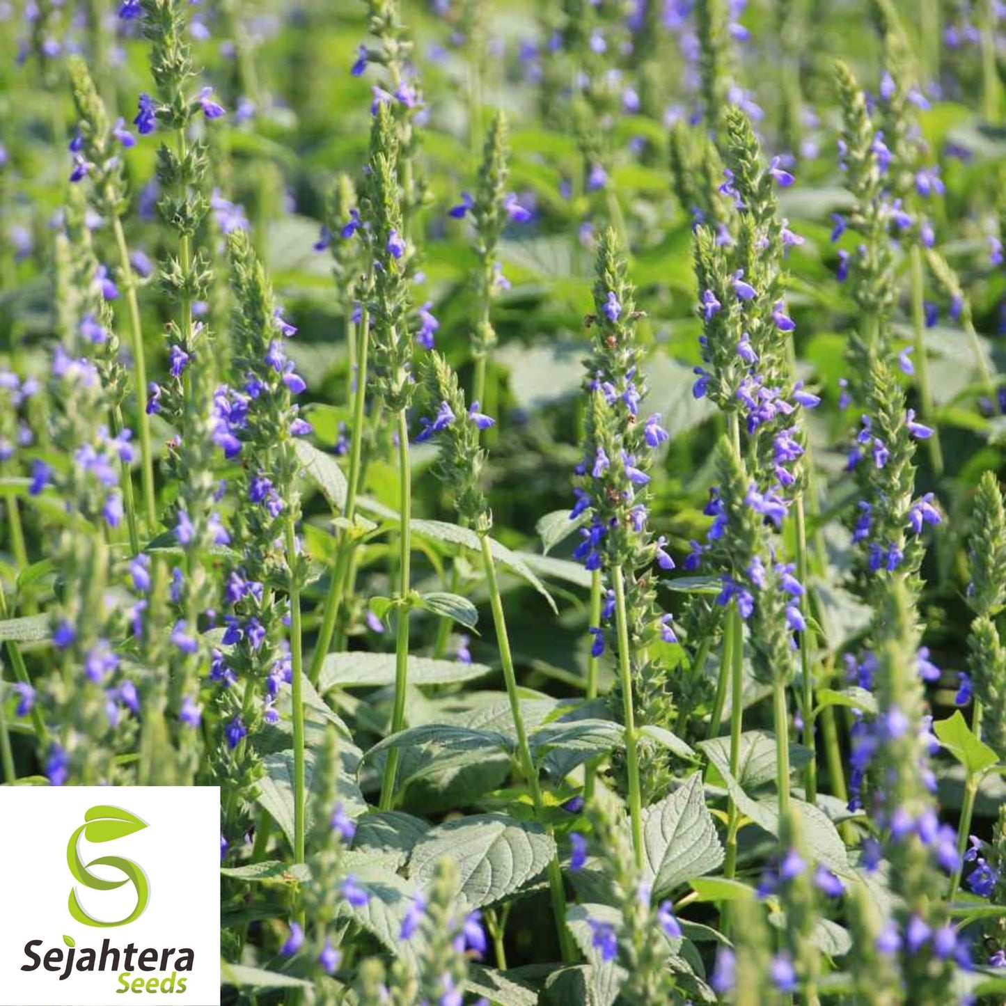 500 Chia Herb Seeds - Non-GMO, Nutrient-Rich & Versatile Superfood