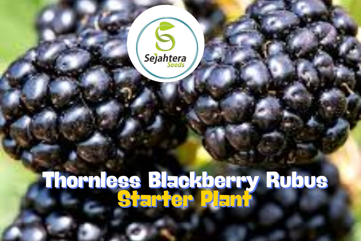 Big Daddy Thornless Blackberry Plants – Rubus | Outdoor Garden Fruit