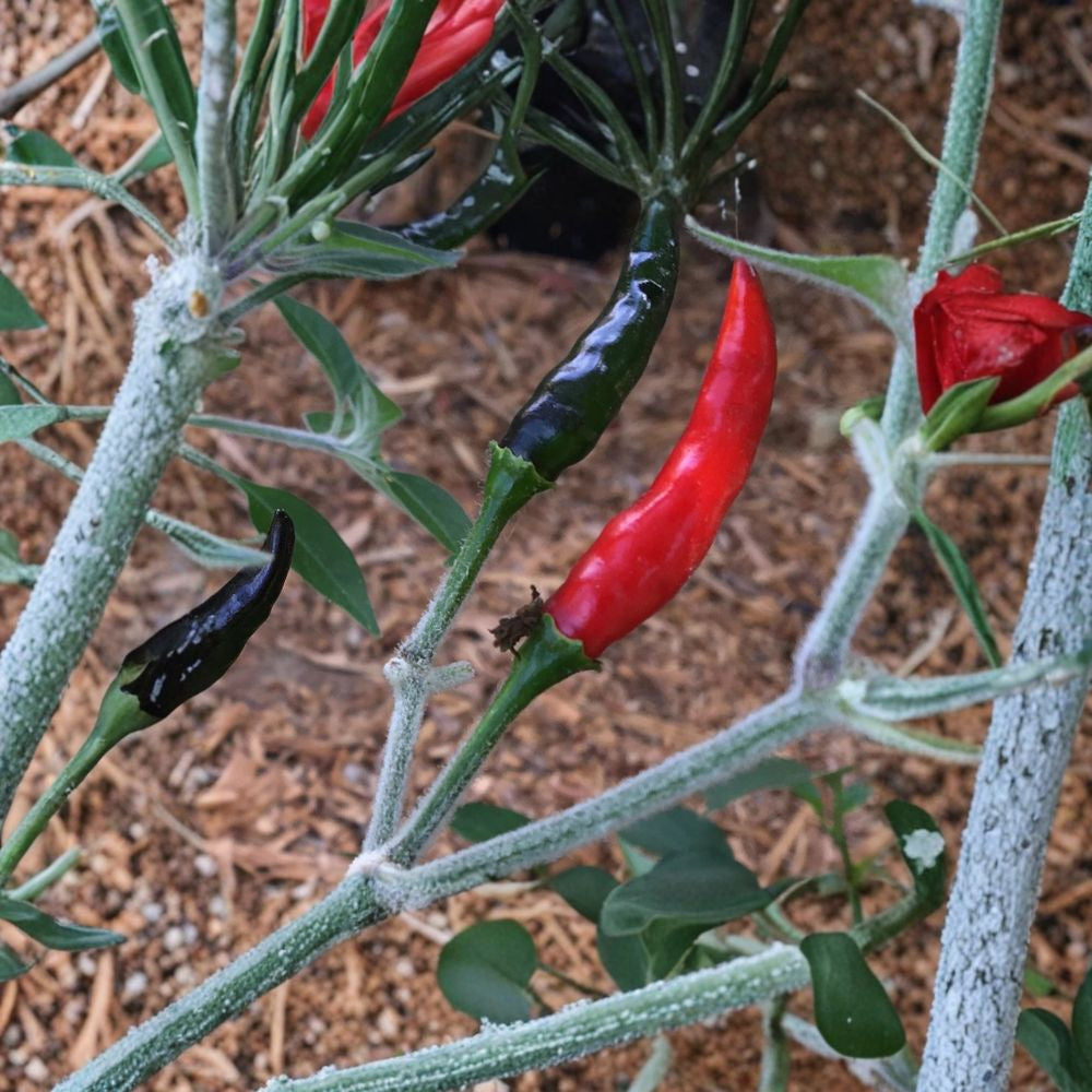 Black Cobra Pepper – Capsicum annuum Live Plant | 3 Inch Pot | Ornamental & Edible Pepper Dark Foliage & Upright Peppers | Compact Plant | Great for Containers