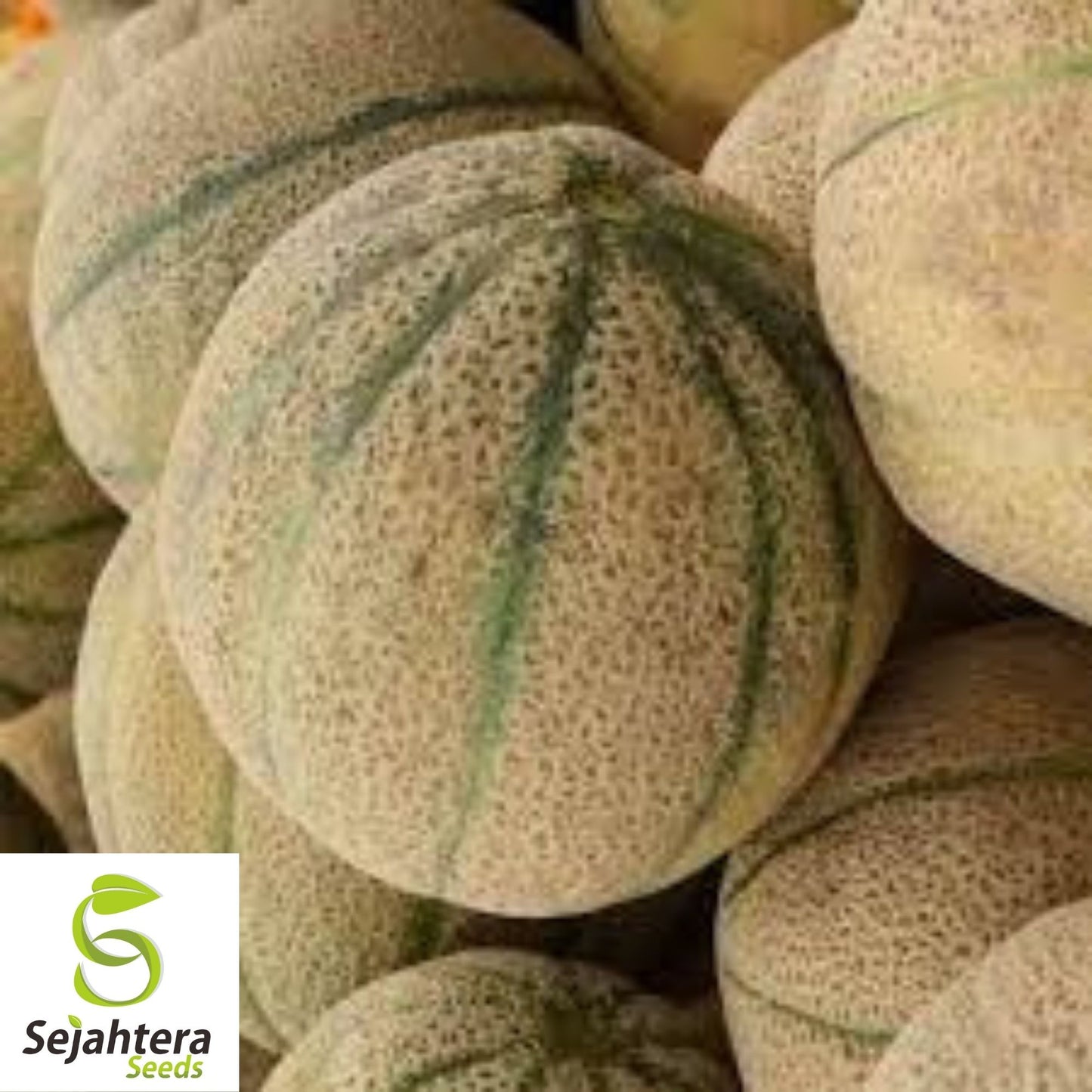 Honey Rock Cantaloupe Seeds 50+ | Sweet Melon Fruit NON-GMO USA Seller