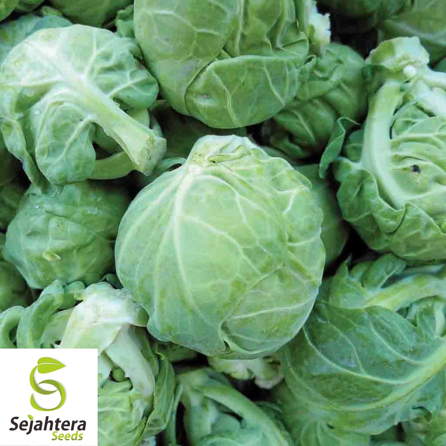 300+ Catskill Brussels Sprouts Seeds - Heirloom, Non-GMO & Nutritious