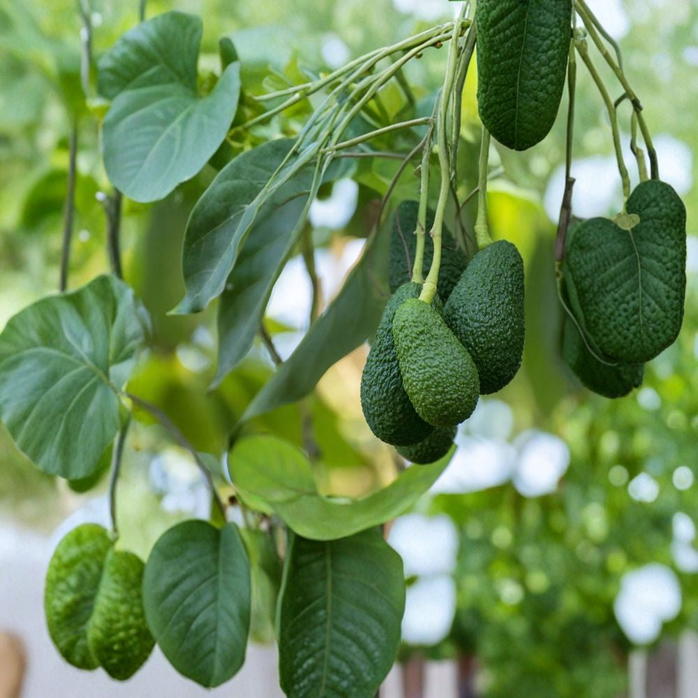 Avocado Tree Seedling – Persea americana Live Plant in Pot | Approximately 15 Inches Tall | Trimmed Tropical Fruit Starter | Easy to Grow | Ready to Plant