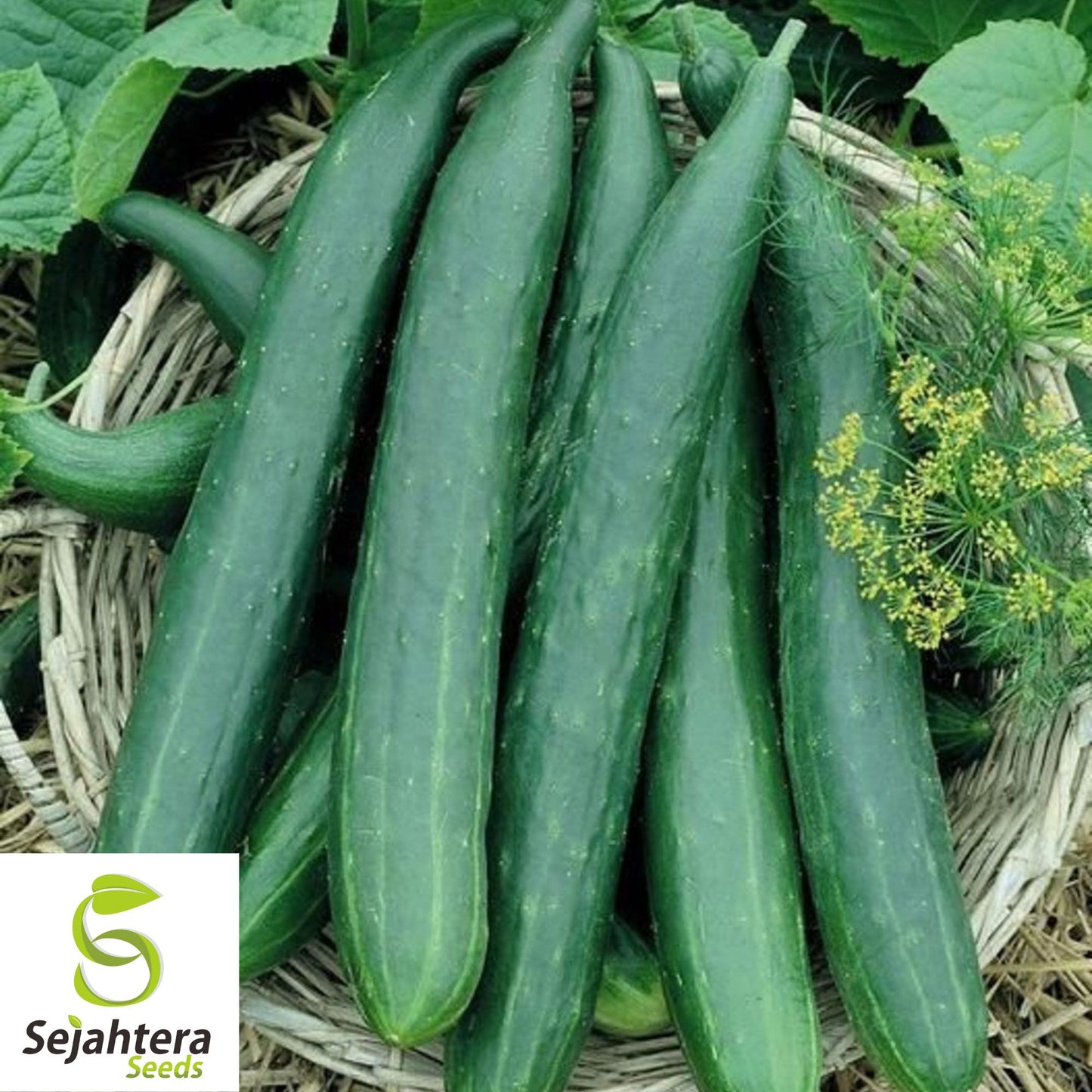 50+ Long Green Improved Cucumber Seeds - Non-GMO, Heirloom & Crisp Variety