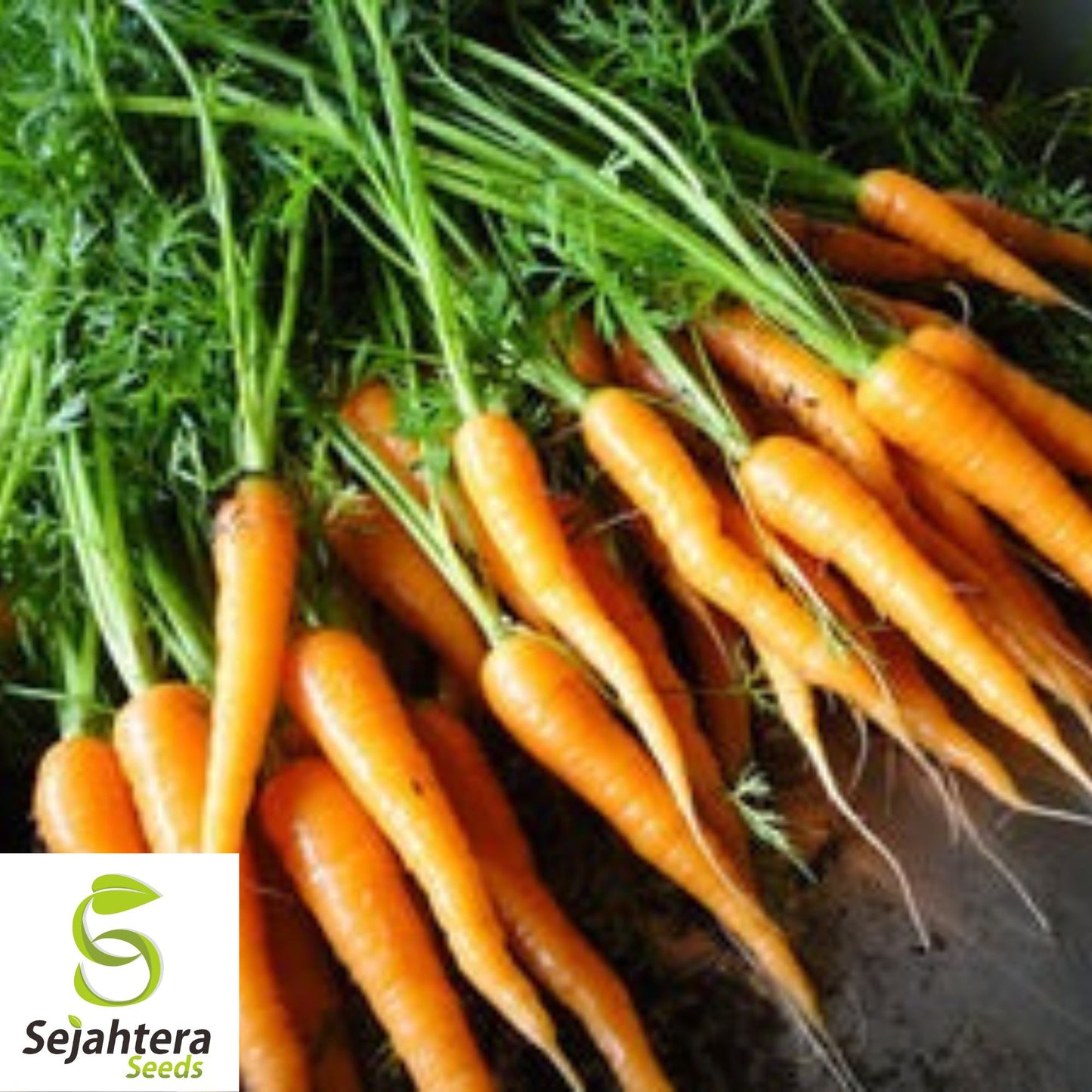 300 Danvers Carrot Seeds - Non-GMO, Sweet & Versatile Heirloom Variety