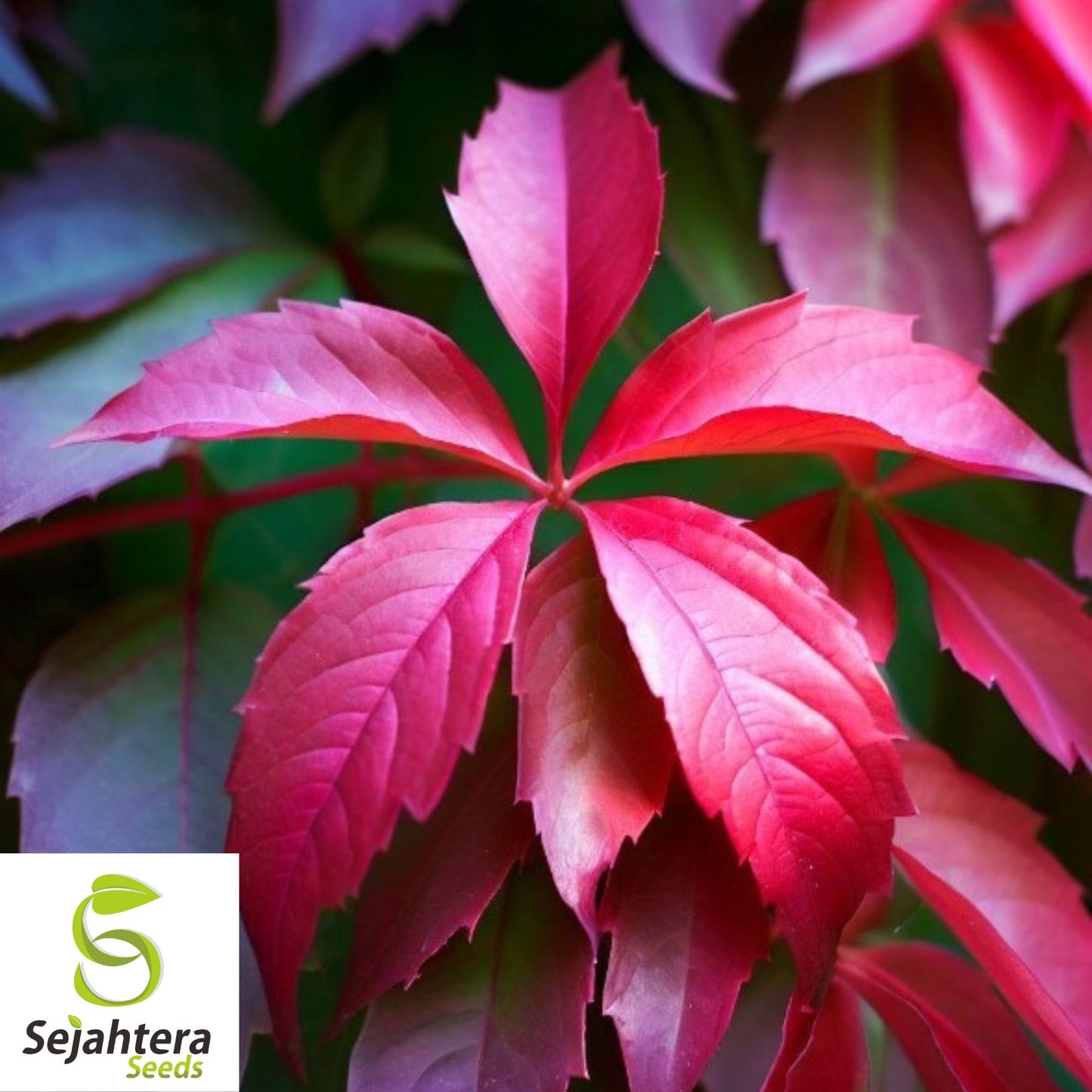 Virginia Creeper Vine Seeds {Parthenocissus quinquefolia} 25 Seeds