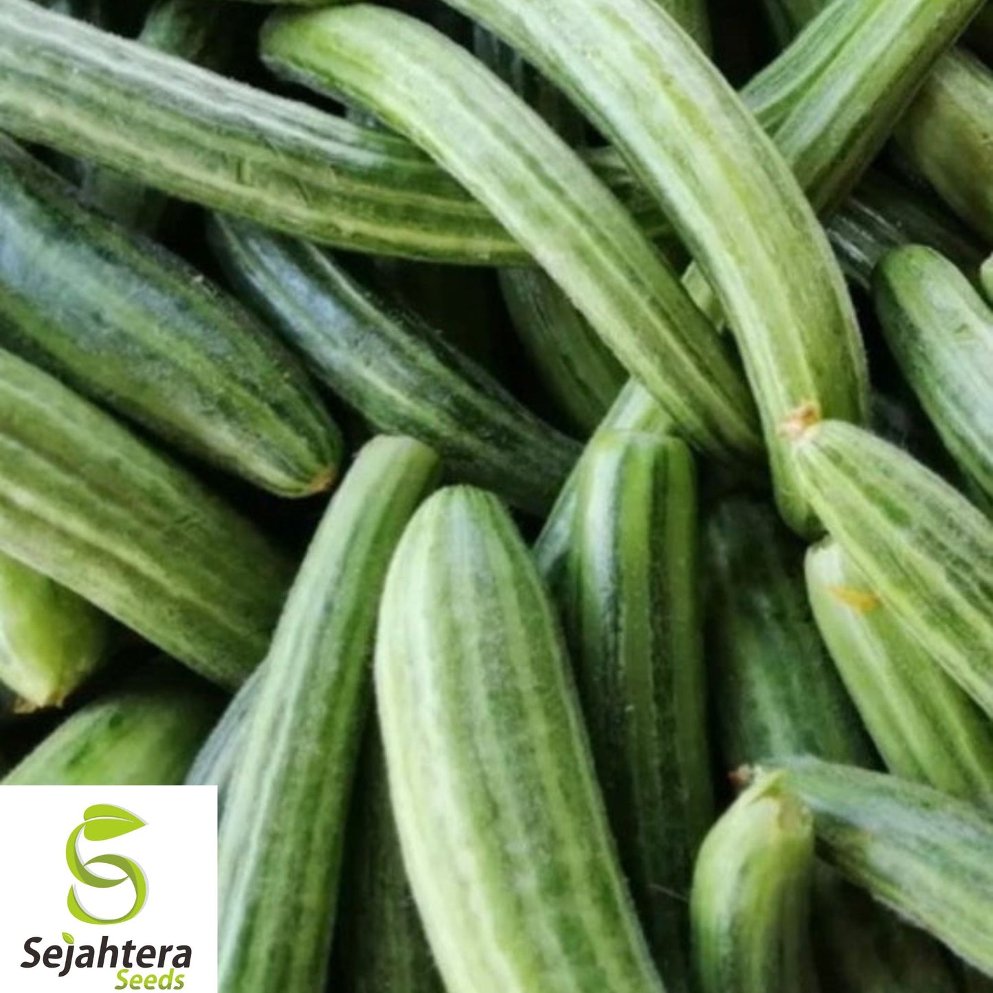 Painted Serpent Cucumber Seeds - 100+ Heirloom, Organic, Non-GMO & Rare