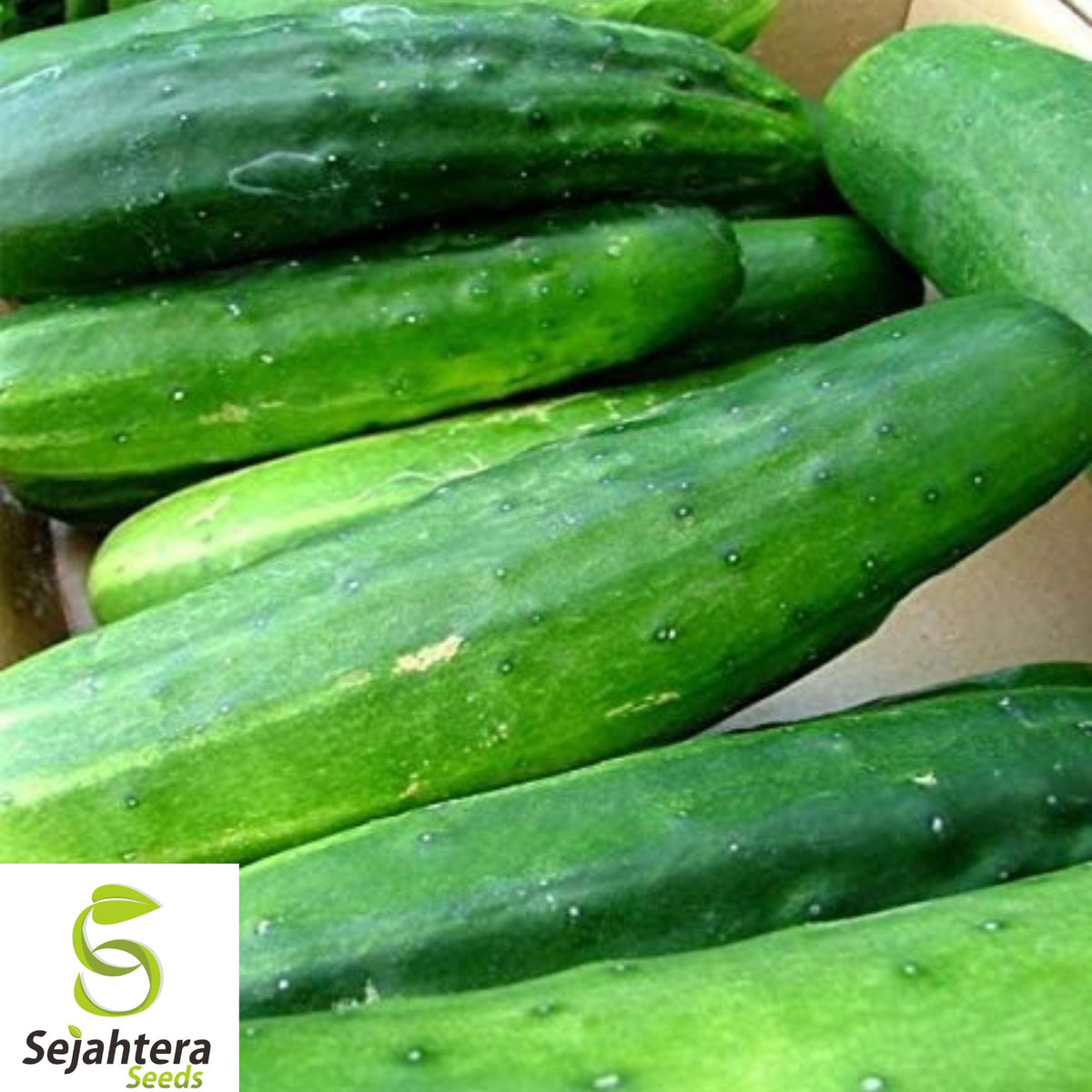 50+ Ashley Long Cucumber Seeds – Heirloom, Organic, Non-GMO, High-Yield & Crisp