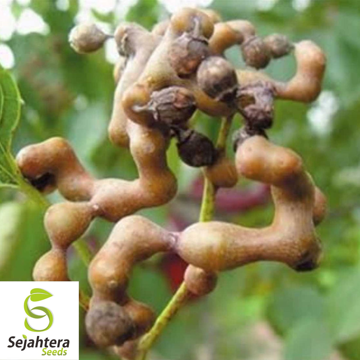 Japanese Raisin Tree Seeds {Hovenia dulcis} 10 Seeds