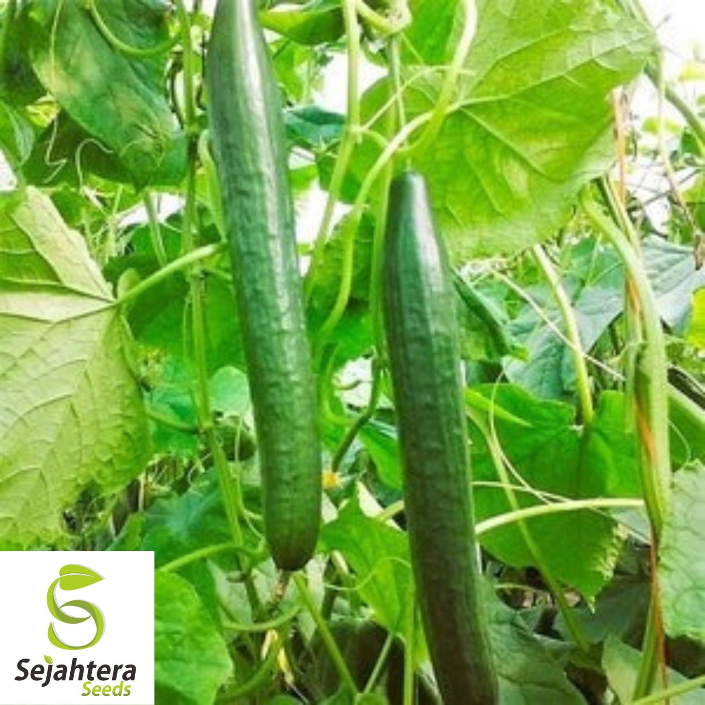 50+ Long Green Improved Cucumber Seeds - Non-GMO, Heirloom & Crisp Variety