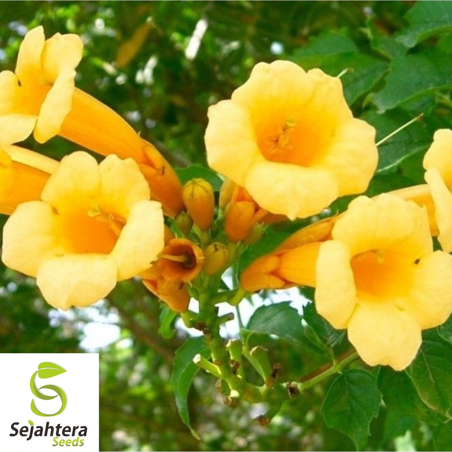 Yellow Trumpet Creeper Seeds {Campsis radicans var. flava} 80+ Seeds