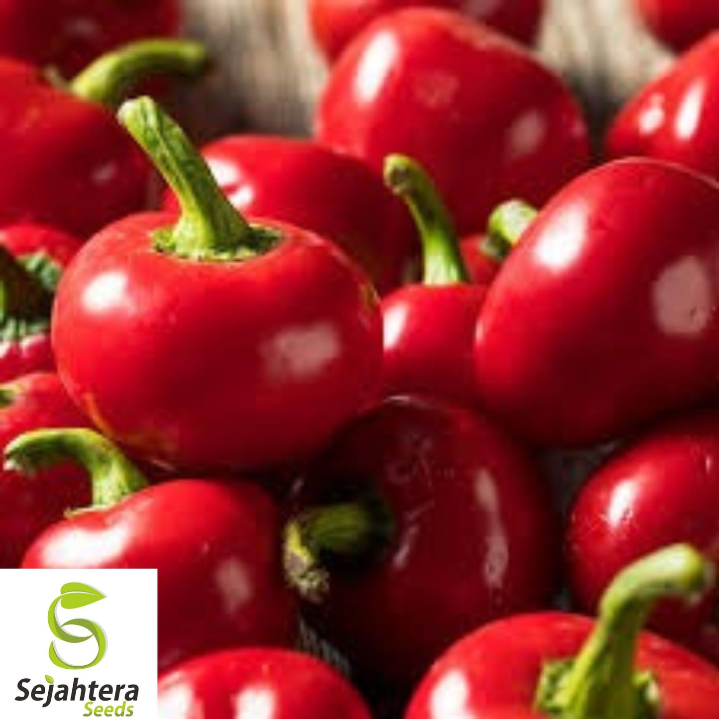 10+ Red Cherry Hot Pepper Seeds - Heirloom, Organic, Non-GMO, Spicy & Flavorful