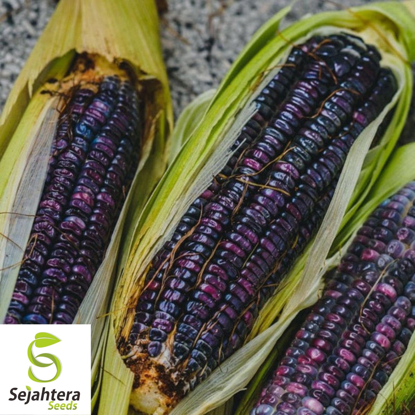 Hopi Blue Corn Seeds - 500+ Heirloom, Non-GMO, Organic & Rare