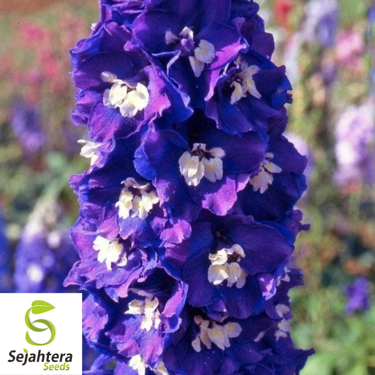 25 Pacific Giant Delphinium Seeds - King Arthur, Tall Blooms,