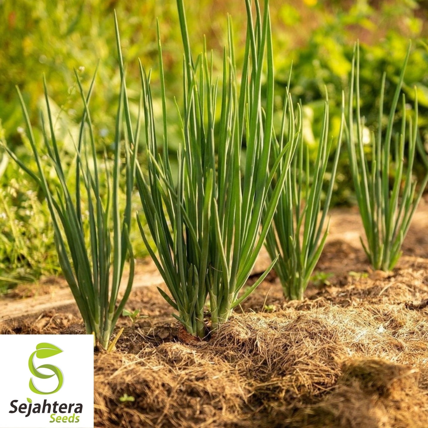 Nebuka Onion Seeds 200+ | Evergreen Bunching Japanese Vegetable USA