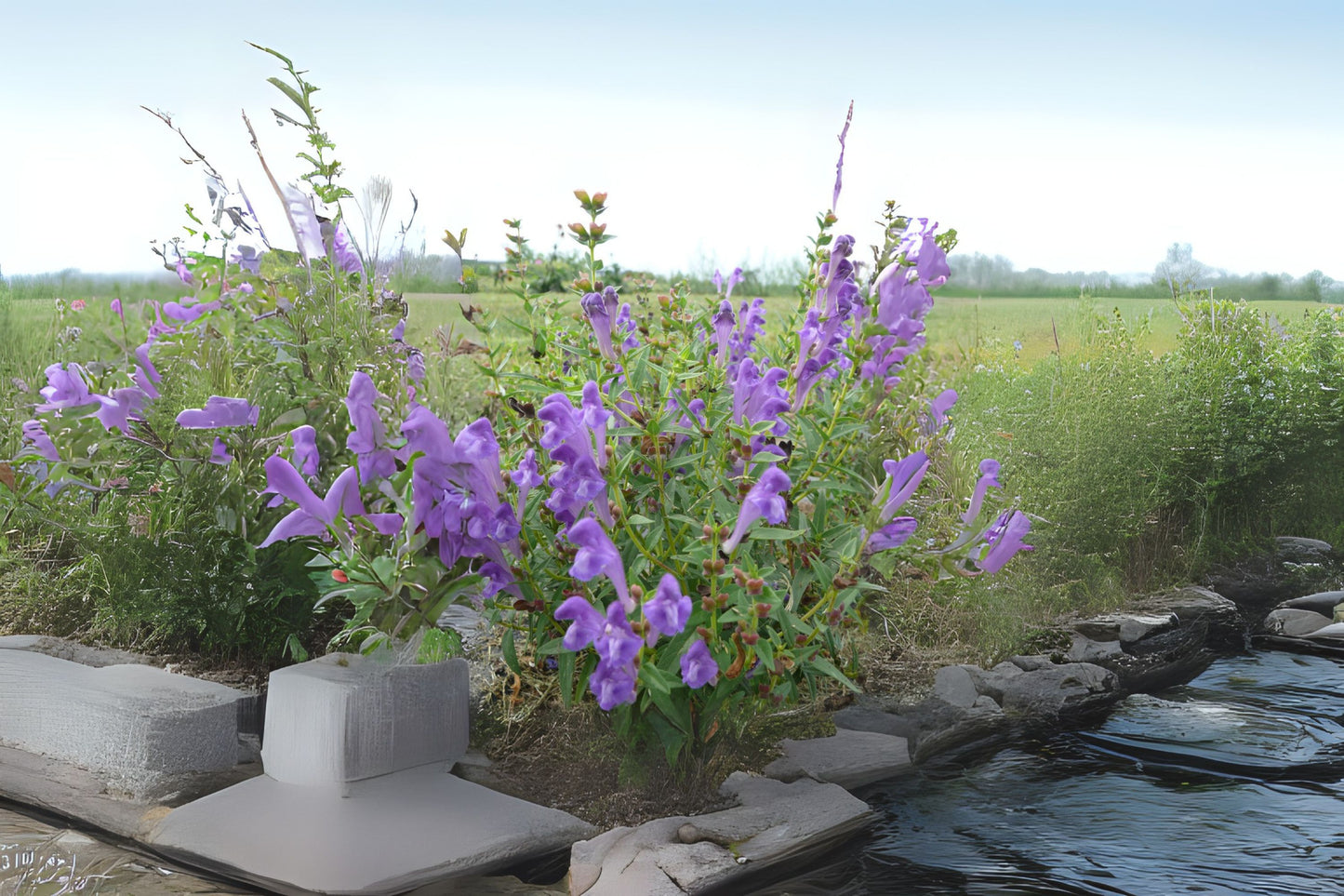 Baikal Skullcap Skullcap (Scutellaria baicalensis)
