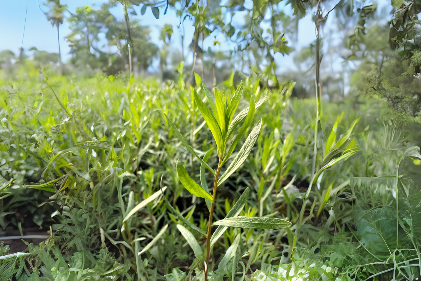 Dragon Herb Tarragon (Artemisia dracunculus)