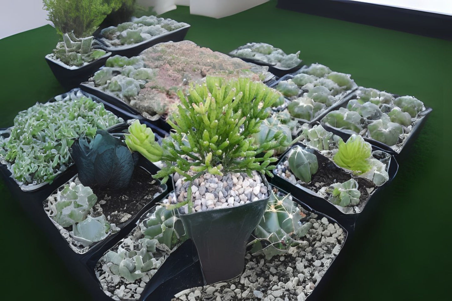 Dancing Bones Cactus 4-Inch Pot | Hatiora salicornioides | Easy Care Indoor Plant for Homes & Offices | Unique Epiphytic Cactus