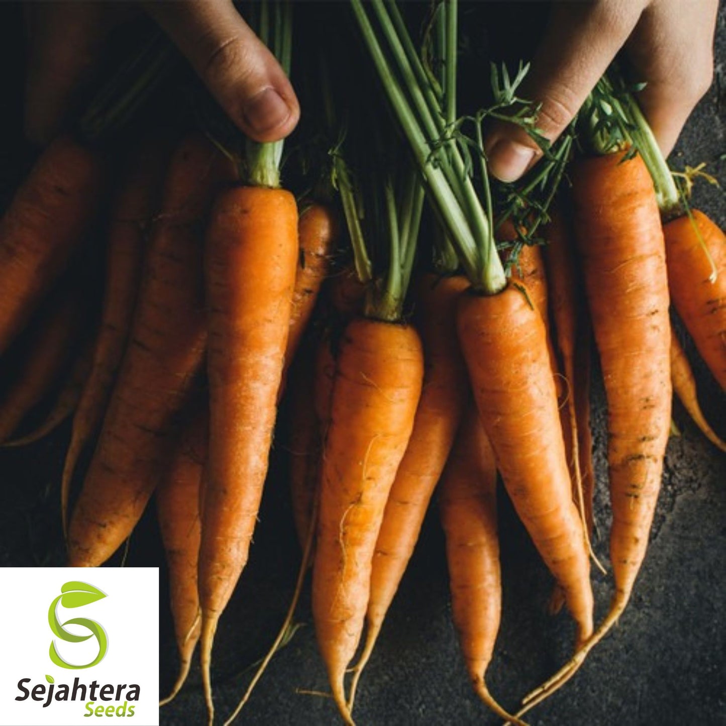 300 Danvers Carrot Seeds - Non-GMO, Sweet & Versatile Heirloom Variety