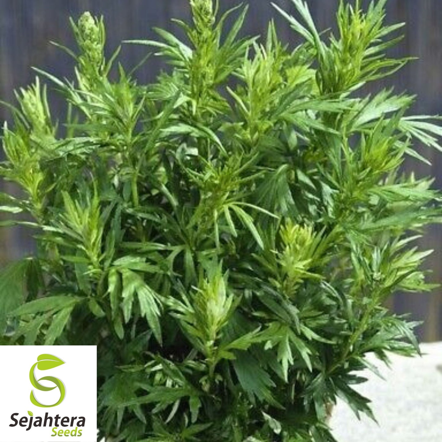 500+ Mugwort Seeds - Heirloom Medicinal Herb, Artemisia Vulgaris, Non-GMO