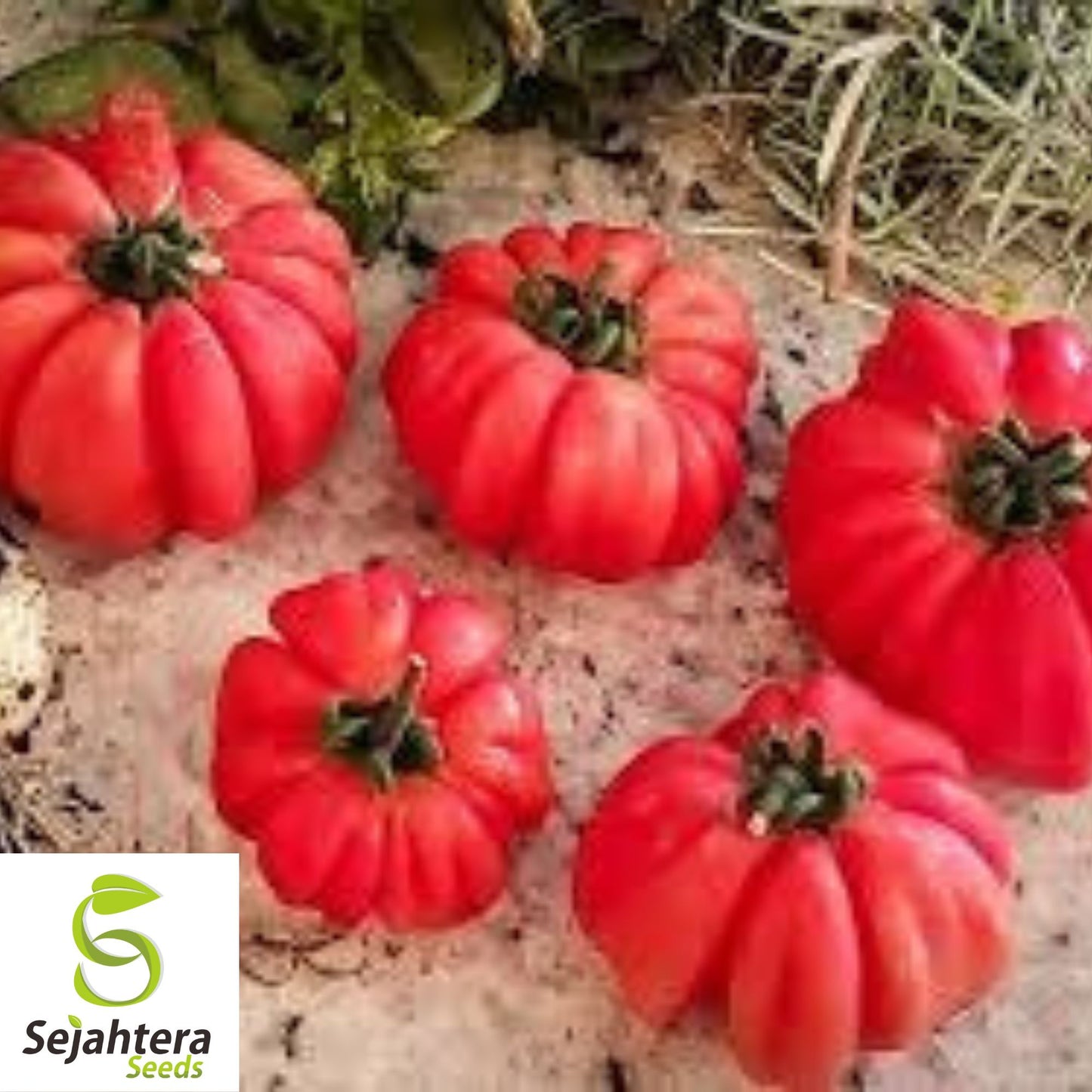 Mushroom Basket Tomato Seeds - 30+ Heirloom - Organic, Non-GMO & Rare