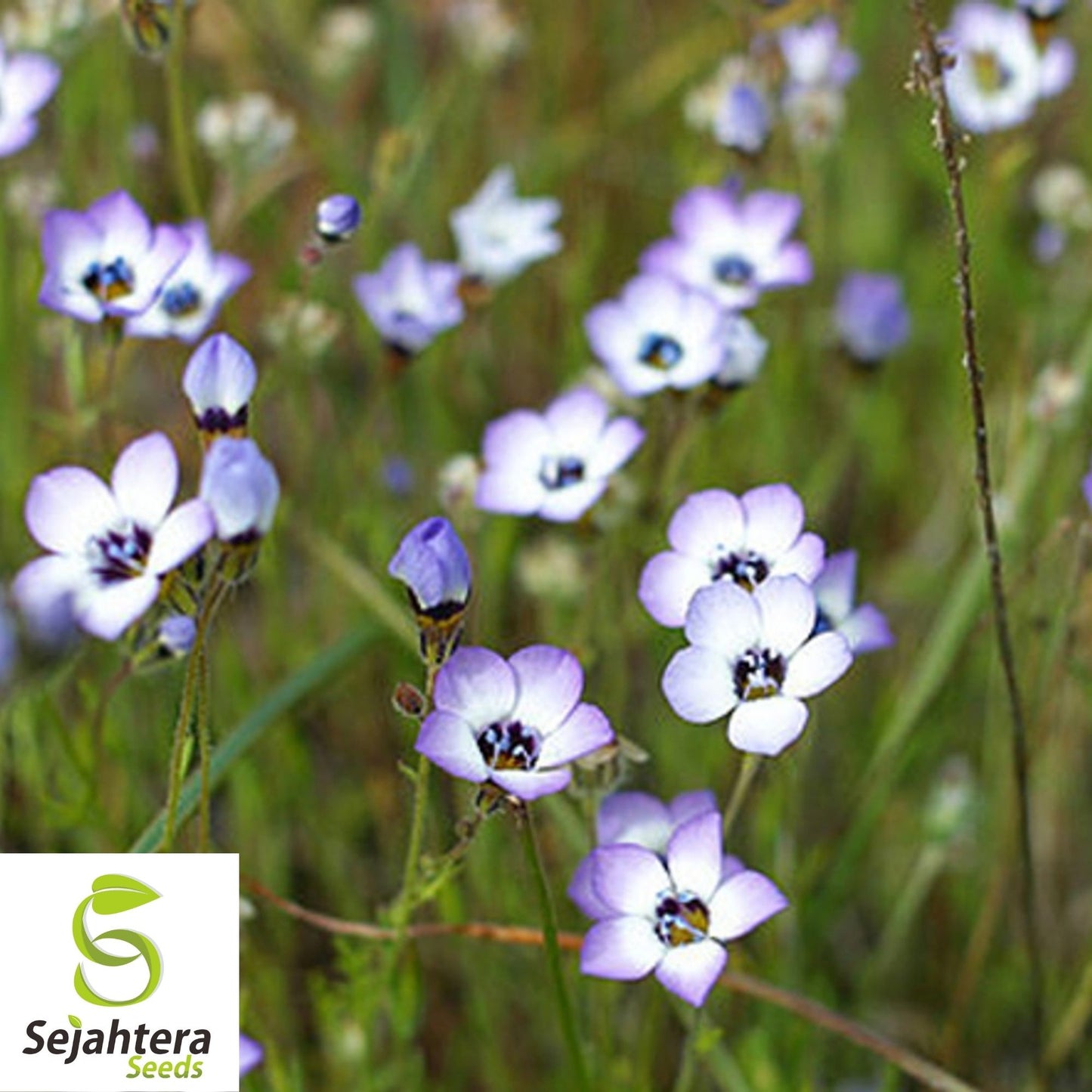 Bird's Eyes Gilia Tricolor Seeds 500+ | Annual Wildflower Mixed Colors USA