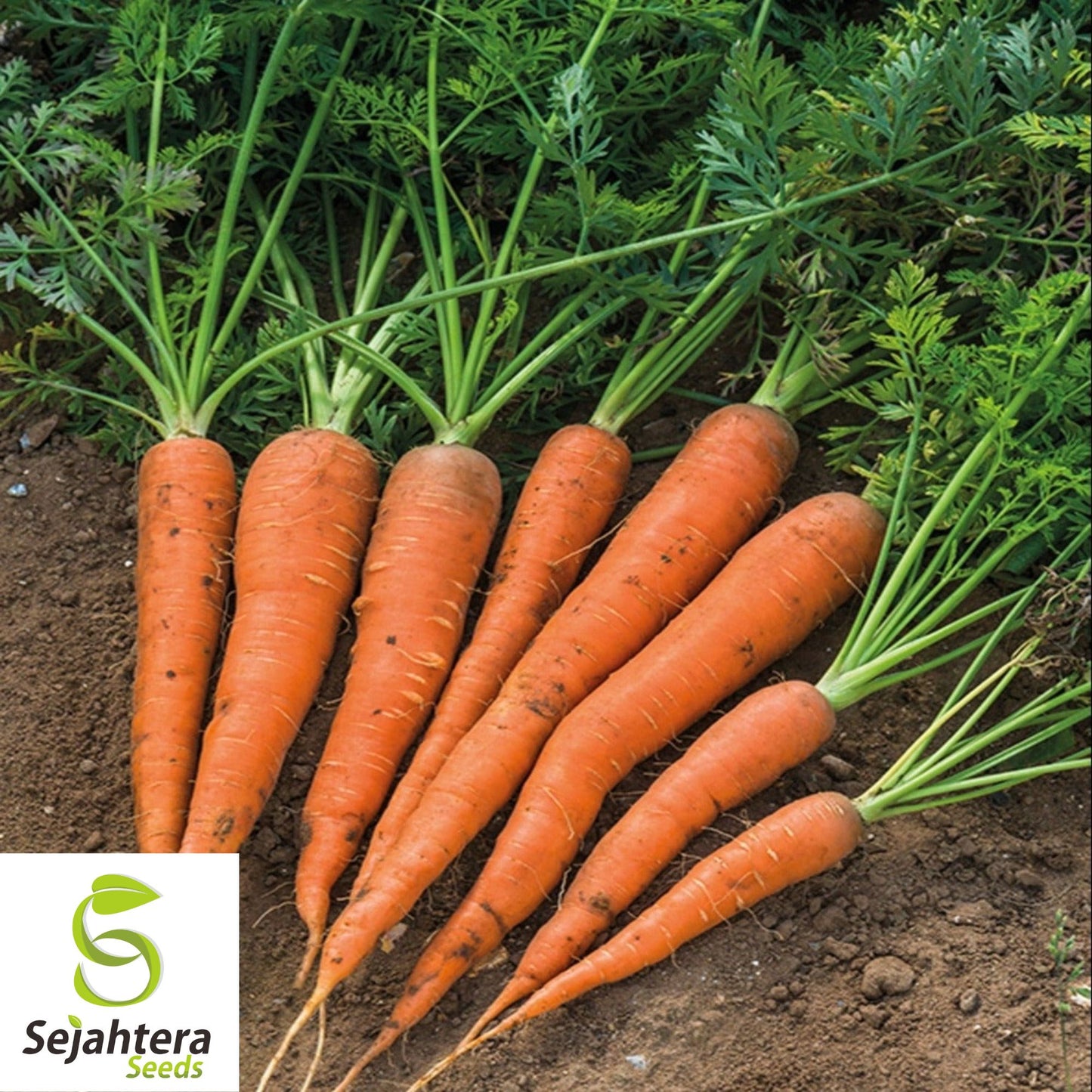 300 Danvers Carrot Seeds - Non-GMO, Sweet & Versatile Heirloom Variety