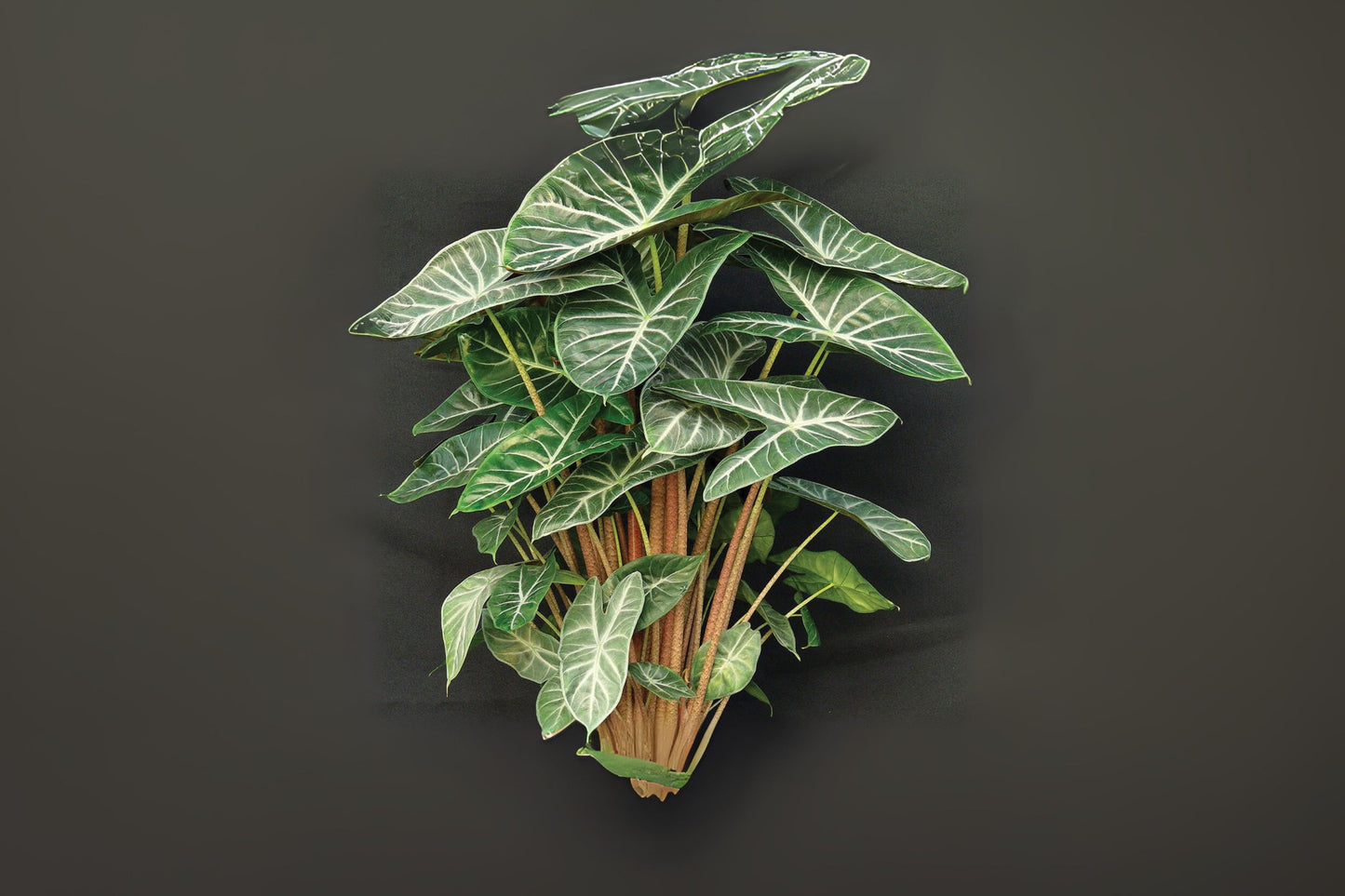 Alocasia Ivory Coast Plant - 6" Pot - Tropical Houseplant - Alocasia Odora - Indoor Décor
