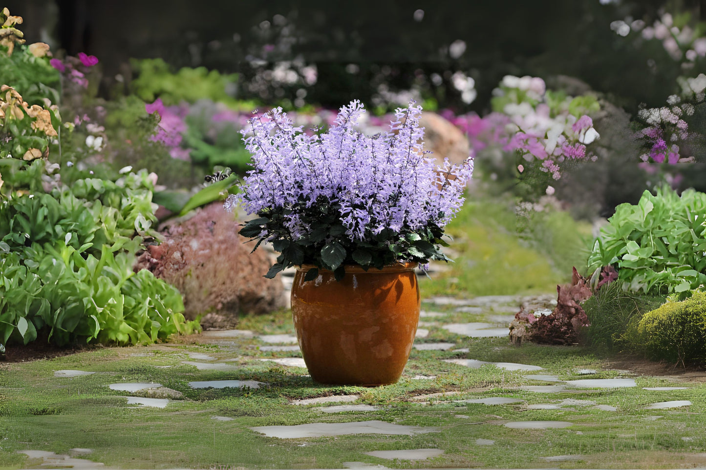 Mona Lavender Live Plant 5in Pot | Plectranthus 'Mona Lavender' | Vibrant Purple Flowers | Easy Care Perennial