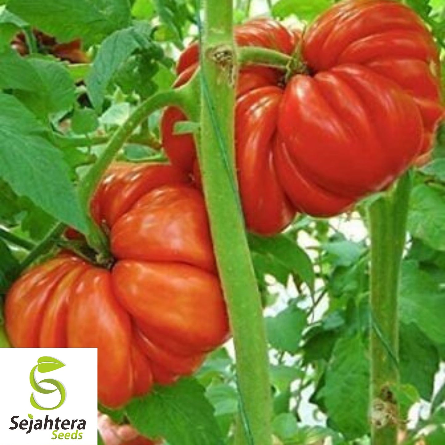 Mushroom Basket Tomato Seeds - 30+ Heirloom - Organic, Non-GMO & Rare
