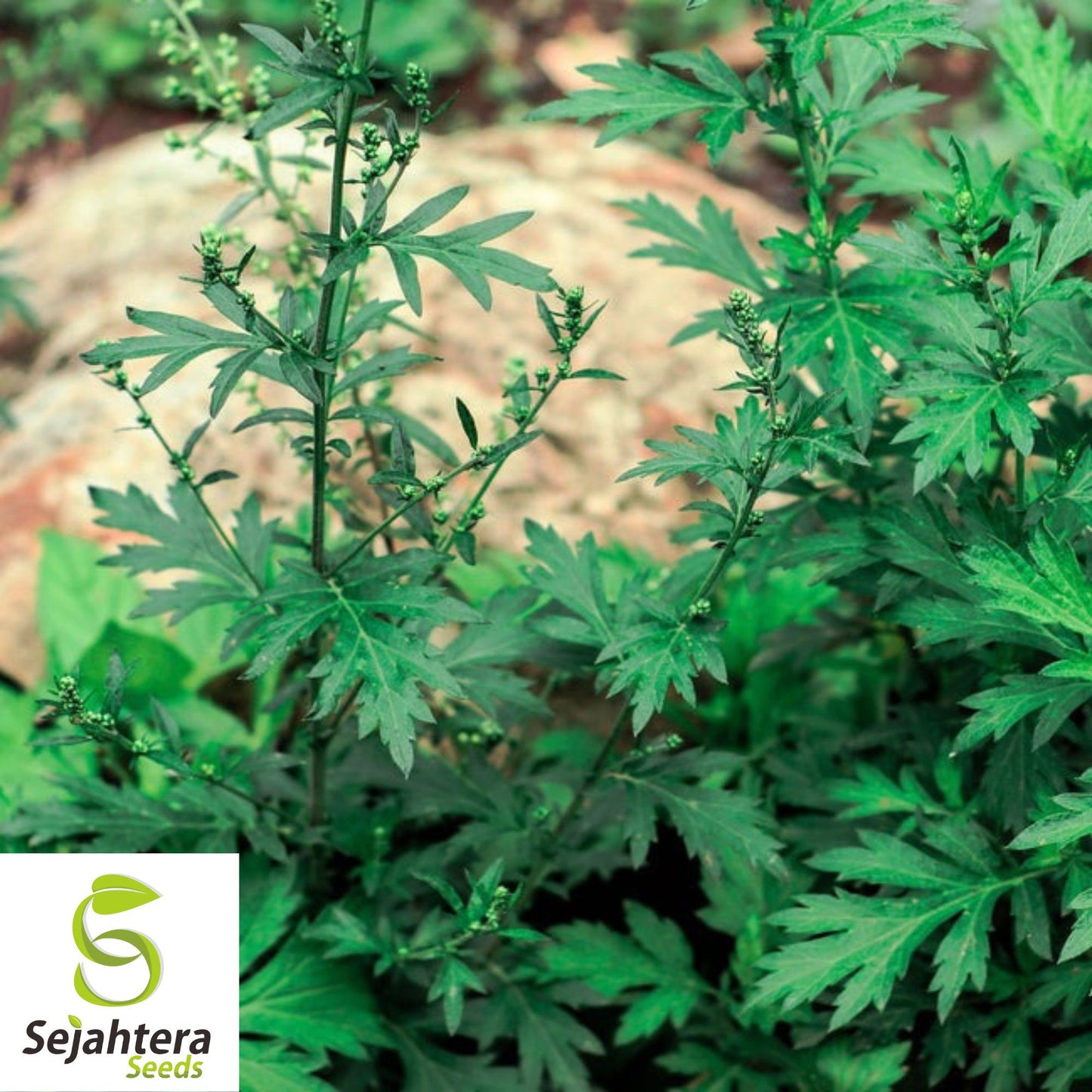 500+ Mugwort Seeds - Heirloom Medicinal Herb, Artemisia Vulgaris, Non-GMO