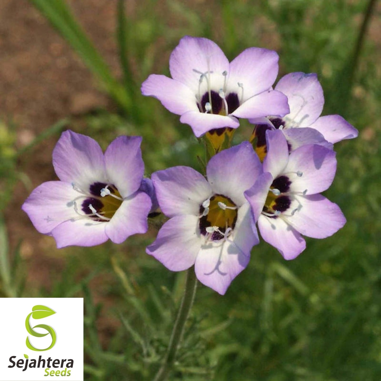 Bird's Eyes Gilia Tricolor Seeds 500+ | Annual Wildflower Mixed Colors USA