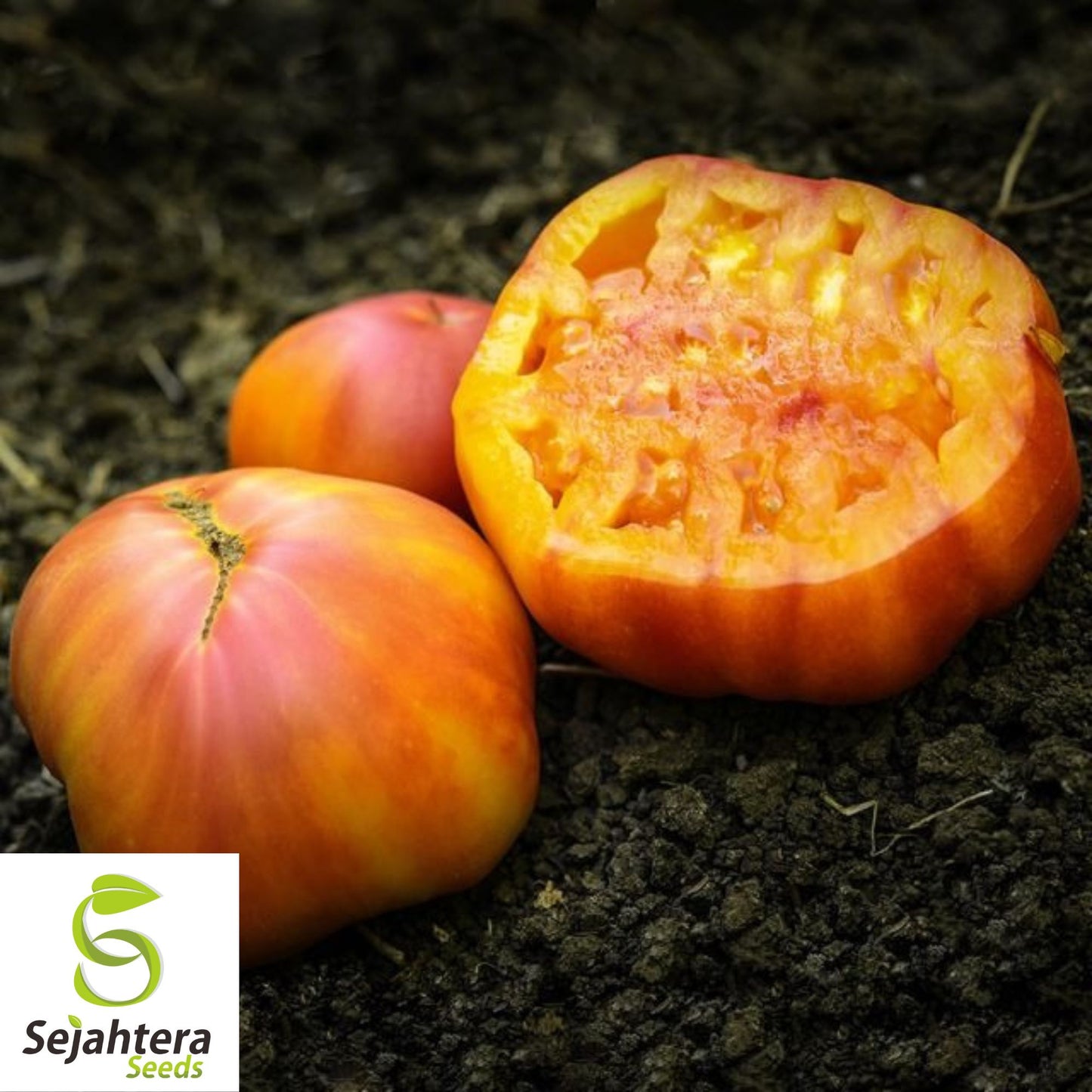 Big Rainbow Tomato Seeds - 120+ Organic Heirloom - Sweet & Juicy - Non-GMO