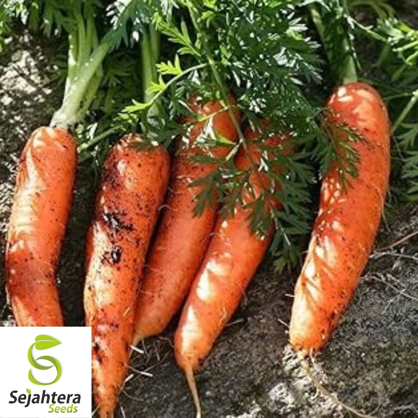 300 Danvers Carrot Seeds - Non-GMO, Sweet & Versatile Heirloom Variety
