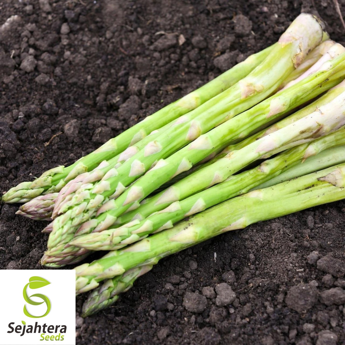 Mary Washington Asparagus Seeds - 100+ Heirloom, Organic, Non-GMO & Perennial