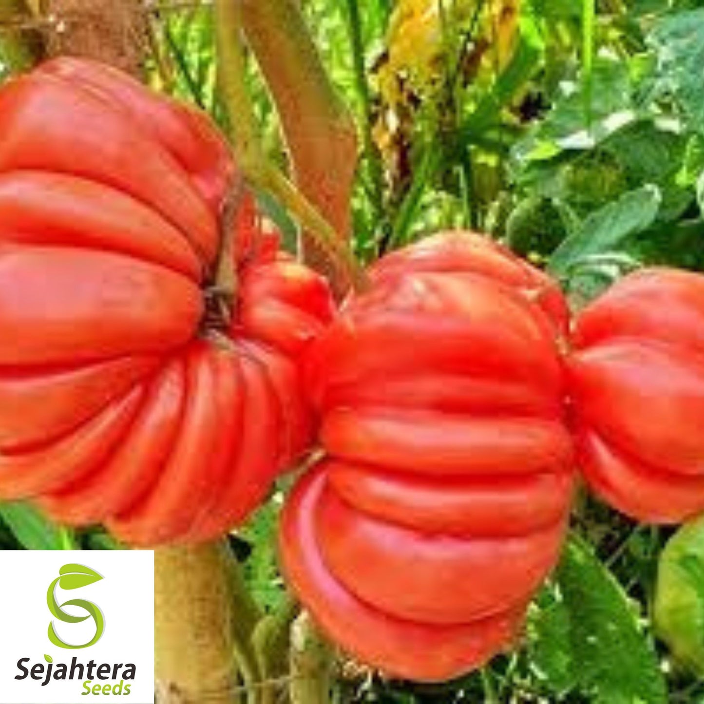 Mushroom Basket Tomato Seeds - 30+ Heirloom - Organic, Non-GMO & Rare